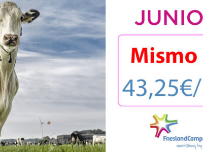 Vaca lechera Frisona con logotipo de Friesland Campiña