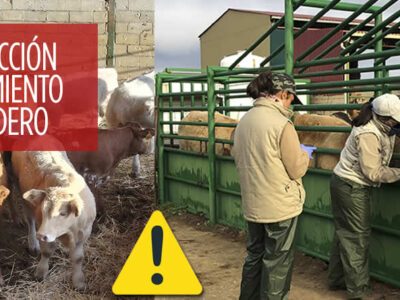 Veterinarias haciendo saneamiento ganadero para tuberculosis bovina