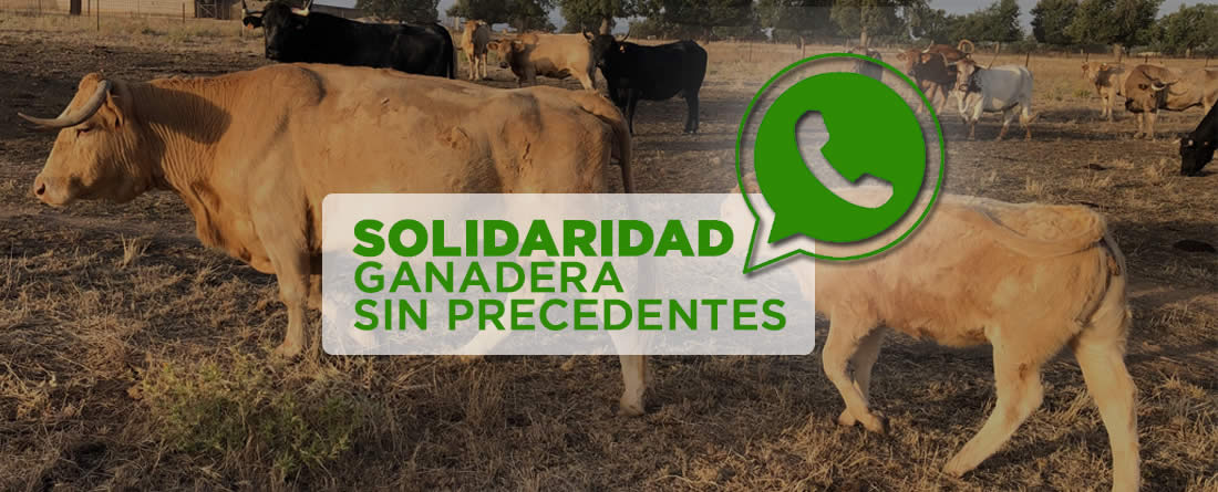 Vacas de campo y logo whatsapp