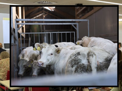 Terneros para transporte