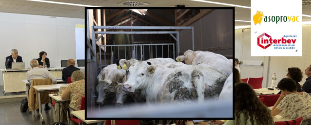 Terneros para transporte