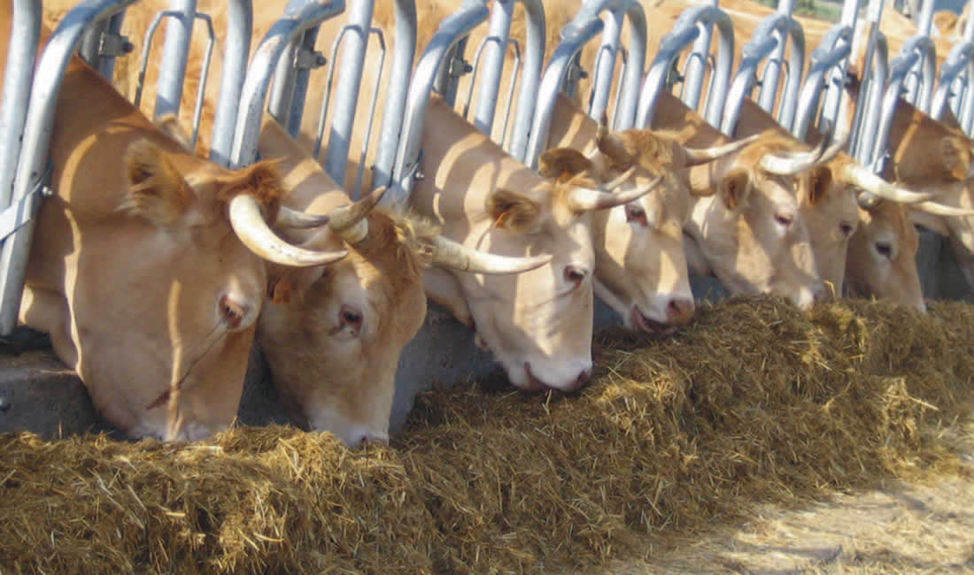 Vacas de cebo comiendo ensilado