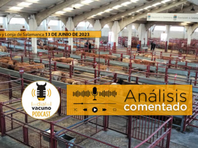 Terneros en el mercado de ganado de ganado de Salamanca