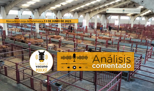 Terneros en el mercado de ganado de ganado de Salamanca