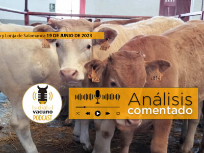 Terneros en el mercado de ganado de Salamanca