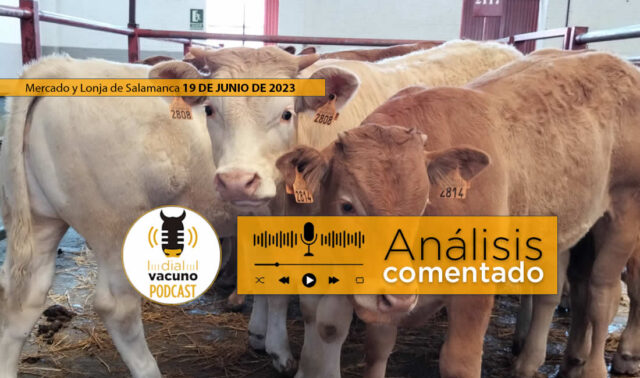 Terneros en el mercado de ganado de Salamanca