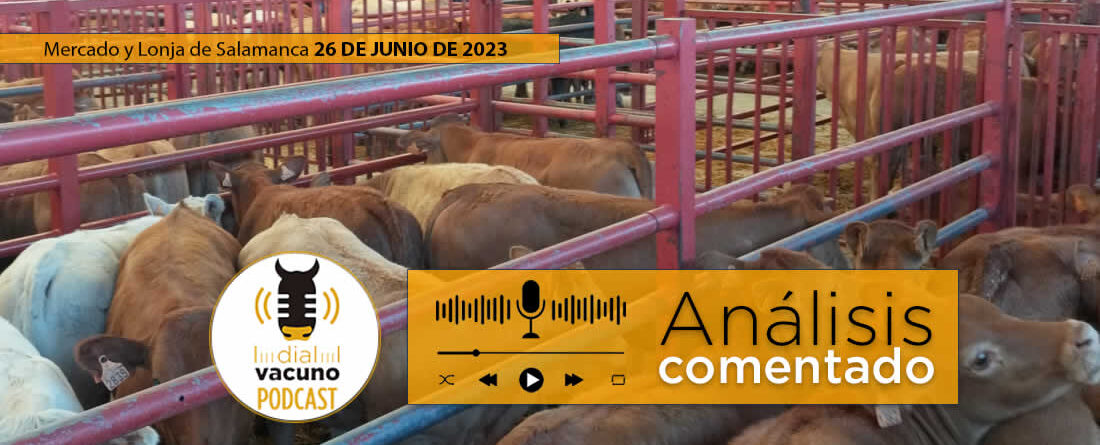Terneros en el mercado de ganado vacuno de Salamanca