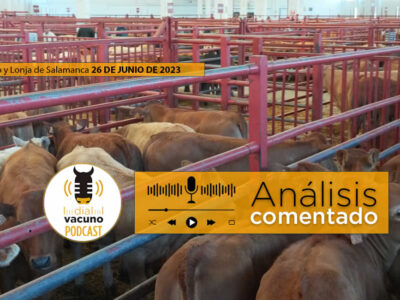 Terneros en el mercado de ganado vacuno de Salamanca