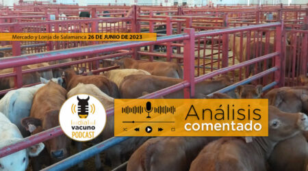 Terneros en el mercado de ganado vacuno de Salamanca