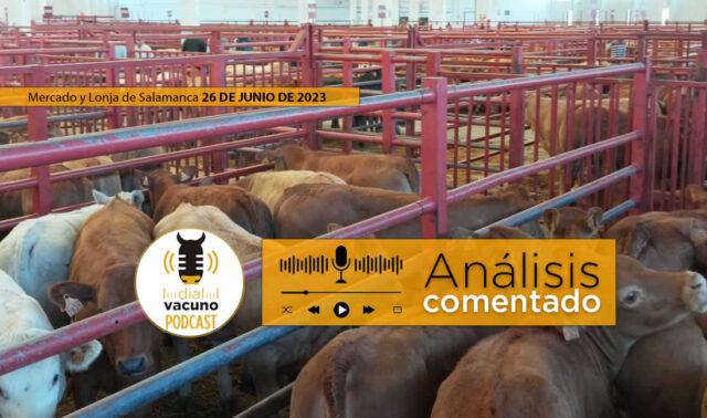 Terneros en el mercado de ganado vacuno de Salamanca