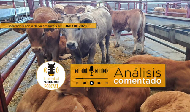 Terneros en el mercado de ganado de Salamanca