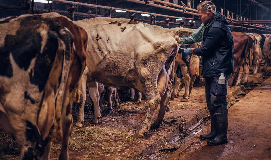 Veterinario y vacas lecheras raza Frisona Holstein