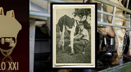 Vacas en ordeño con foto antigua ordeñando una vaca