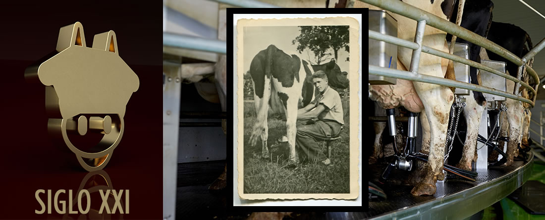 Vacas en ordeño con foto antigua ordeñando una vaca