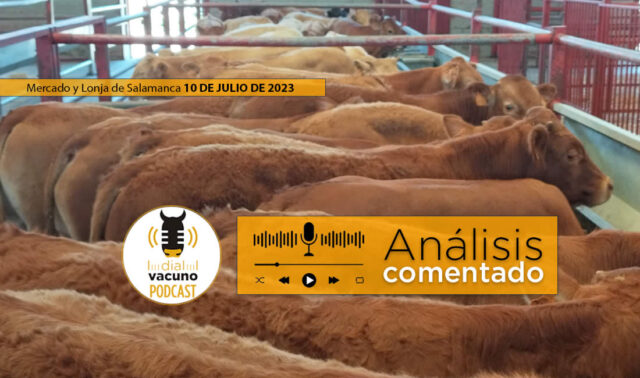 Terneros raza Limusín en el mercado y lonja de ganado de Salamanca