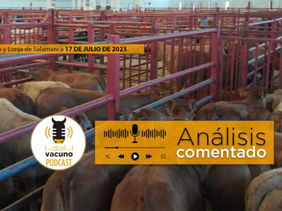 Terneros en el mercado de ganado y lonja de Salamanca 17 Julio 2023