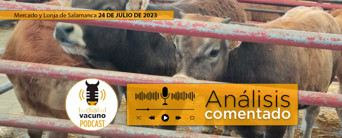 Terneros en el mercado de ganado y lonja agropecuaria de Salamanca