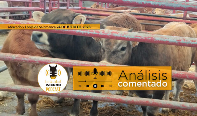 Terneros en el mercado de ganado y lonja agropecuaria de Salamanca