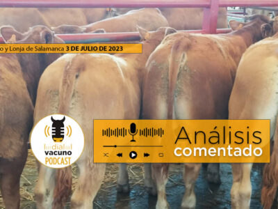 Terneros raza Limusín en el mercado y lonja de Salamanca