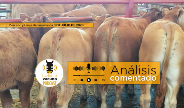 Terneros raza Limusín en el mercado y lonja de Salamanca