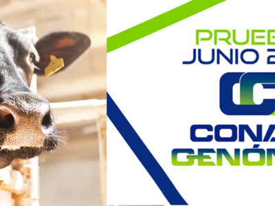 Vaca Frisona con logotipos de CONAFE y CONAFE GENÓMICO