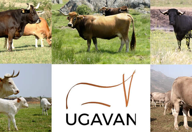 Vacas de carne en el campo con logotipo de UGAVAN
