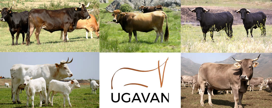Vacas de carne en el campo con logotipo de UGAVAN