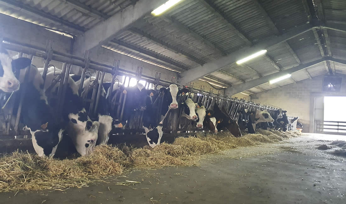 Vacas Frisona Holstein del Centro de recría Xuanón