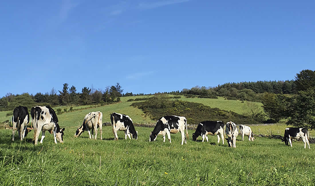 Vacas Frisona Holstein del Centro de recría Xuanón