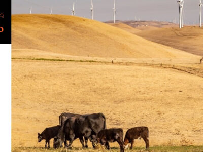 Vacas y terneros en campo de Aragón con logotipo del Bienestar Animal Europeo