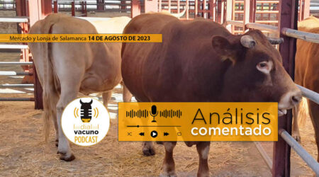Toros en el mercado y lonja de ganado vacuno de Salamanca
