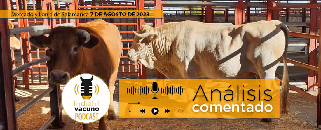 Toro con vaca en el mercado y lonja de ganado de Salamanca