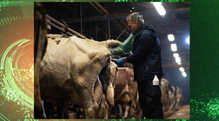 Veterinario aplicando inseminación artificial a una vaca Frisona