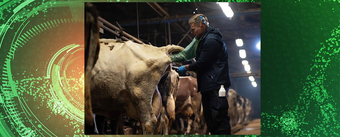 Veterinario aplicando inseminación artificial a una vaca Frisona