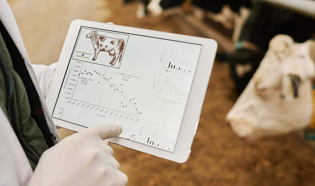 Tablet con datos y vacas lecheras raza Frisona
