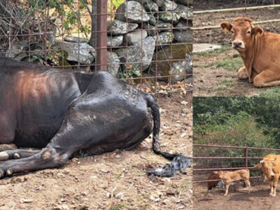 Vacas de campo afectadas por la EHE