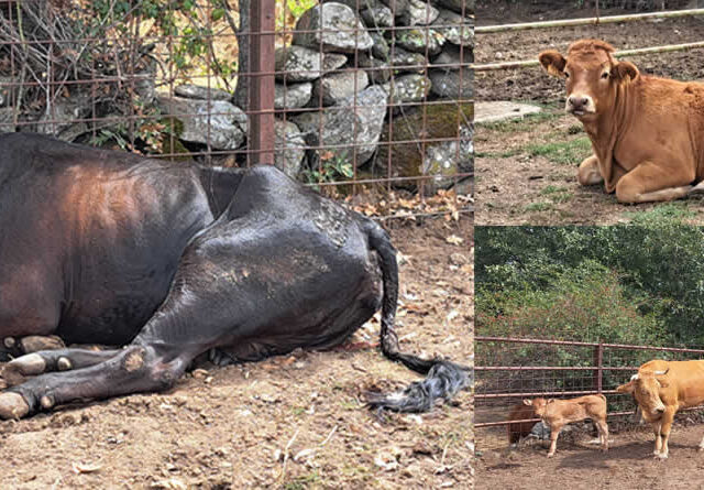 Vacas de campo afectadas por la EHE