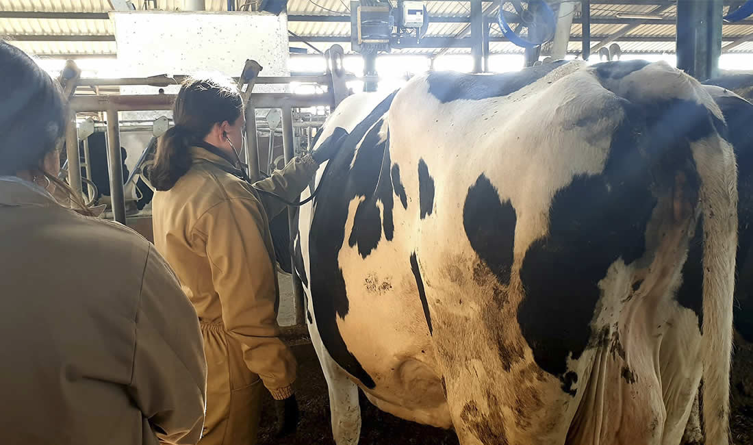 Veterinarias estudiantes con vacas de leche Frisona
