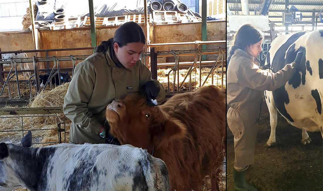 Veterinarias estudiantes con vacas en granja