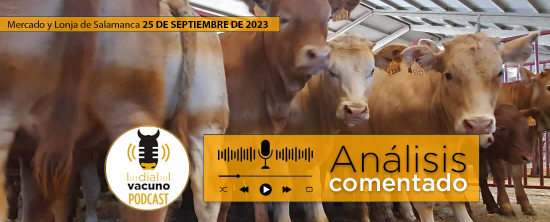 Terneros en el mercado y lonja de ganado vacuno de Salamanca