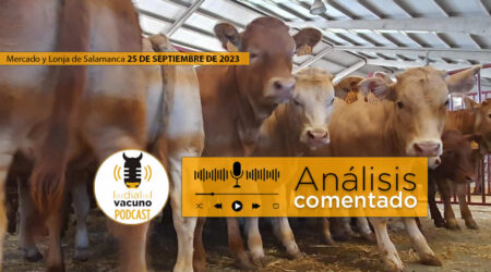 Terneros en el mercado y lonja de ganado vacuno de Salamanca