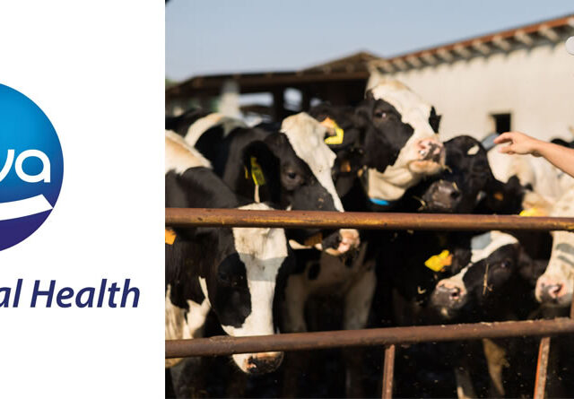 Vacas de leche Frisona Holstein con logotipo de CEVA
