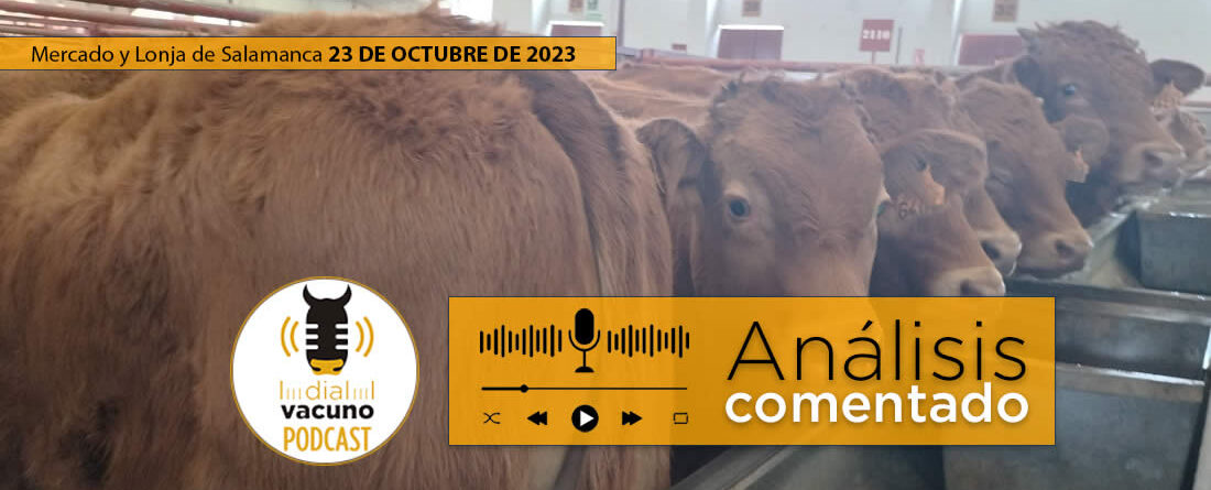 lonja y mercado de ganado vacuno Salamanca