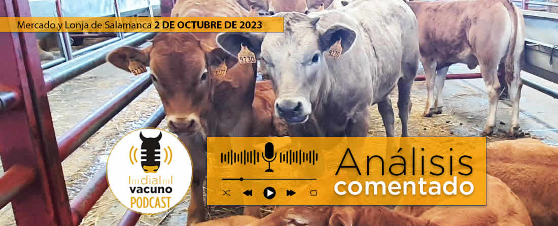 Terneros en el mercado de ganado vacuno y lonja de Salamanca