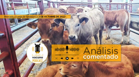 Terneros en el mercado de ganado vacuno y lonja de Salamanca