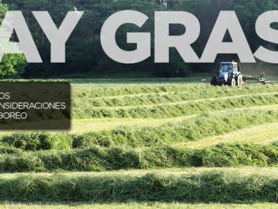 Ray Grass