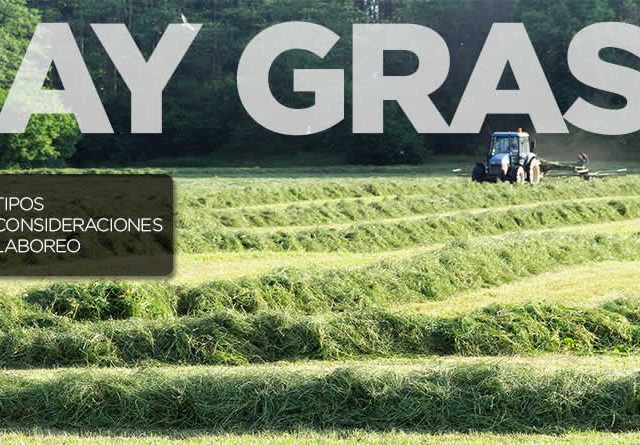 Ray Grass
