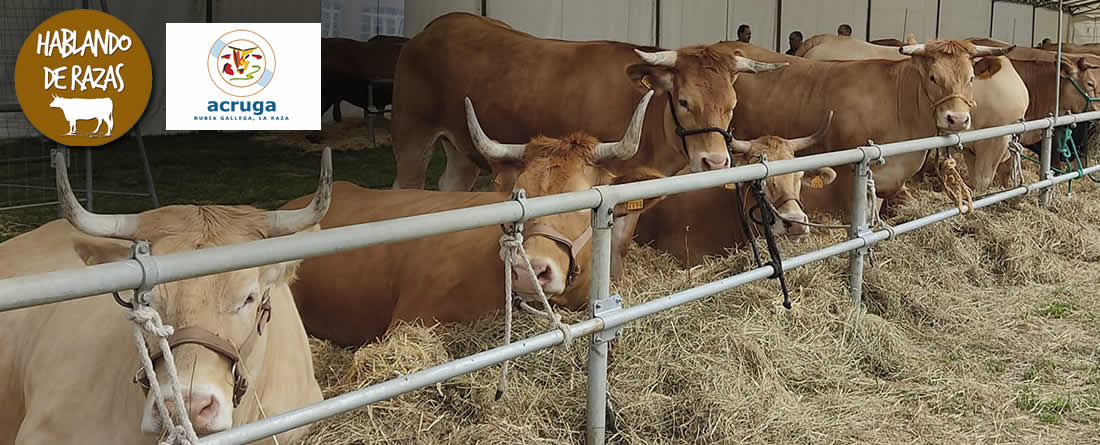Vacas Rubia Gallega