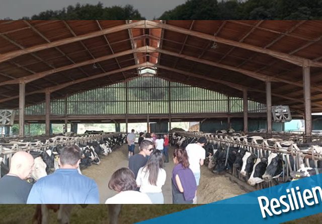 Resilience for dairy proyecto granjas vacuno lechero