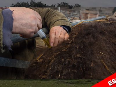 Vacunación de lengua azul